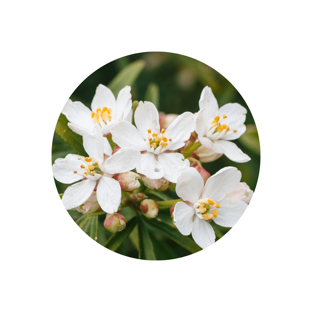 Appelsinblomst