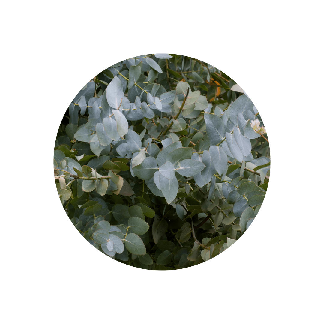 Eucalyptus