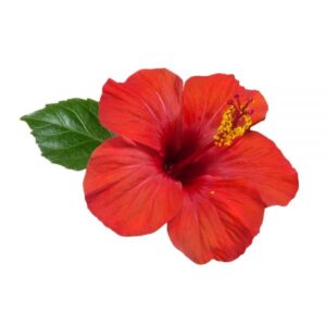 hibiscus gel body wrap