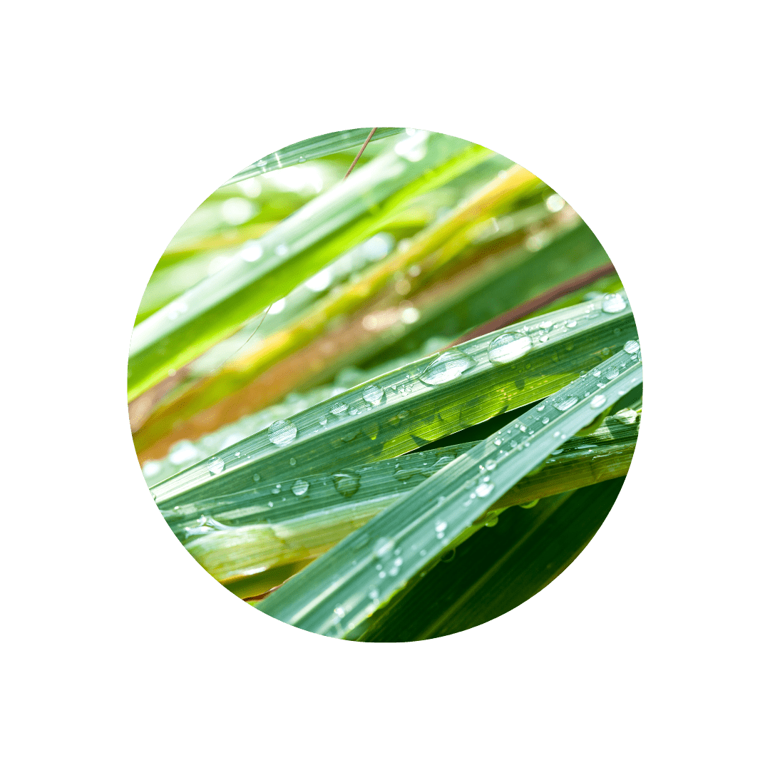 CITRONGRÆS